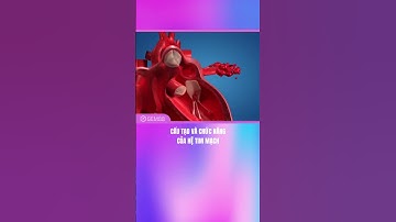 CẤU TẠO VÀ CHỨC NĂNG CỦA HỆ TIM MẠCH