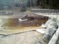 Elephant morning bath in Kolmarden Zoo, Sweden