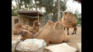 Are Zoos That Keep Camels Cruel? :: Watch And See... جمل