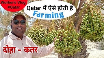 Amazing farming in Qatar #palm #dates #tree #khajoor #qatar #video