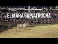 Ltima corrida puras promesas en teya pueblo yucatn fiesta tradicional 2024