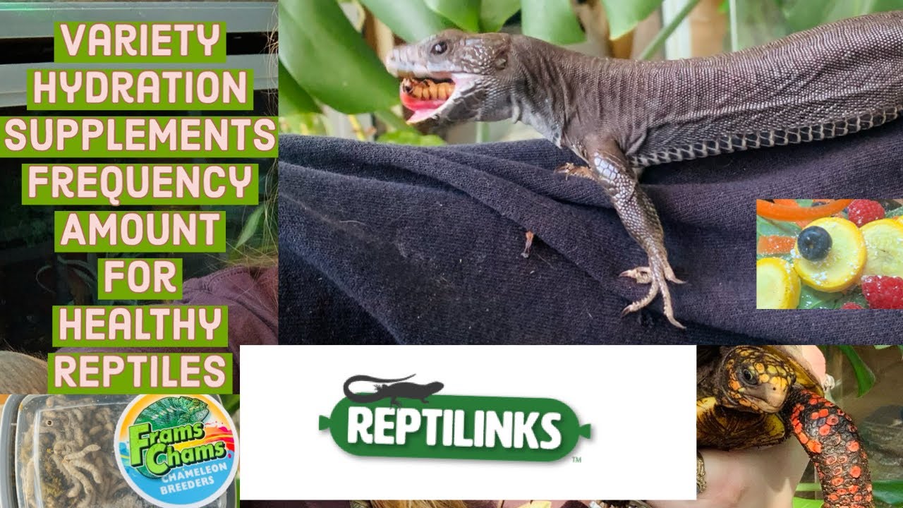 Image showcasing Reptile Diets 101 - YouTube
