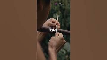 🐸 Poison Dart Frog: Amazon’s Tiny Killer! 🌿🔪