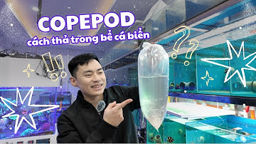 COPEPOD và cách thả trong cá cảnh biển | CAM AQUA