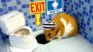 Hamster Escaped Prison Maze Toilet the Awesome in Real Life by Great Hamster