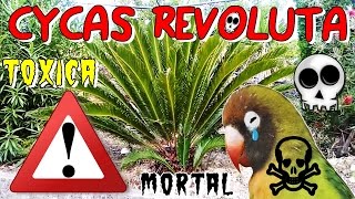 La Palmera TÓXICA para Agapornis - CYCAS REVOLUTA (material de nidificación)