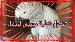 تكرار كلمة (حبيبي) للببغاء  لحفظ