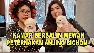 Kamar Bersalin mewah Di Peternakan Anjing Bichon Frise