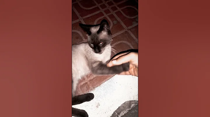 Watch the video about Siamese cat funy cat videos # shorts