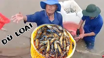 Thu hoạch tôm càng xanh bán cho thương lái ở miền tây - bội thu