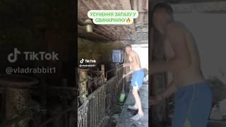 Позбуваємося від неприємного запаху у свинарнику🐷 #свині #свинарник #гній #відзапаху #свинарство