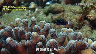 卯澳灣海洋生態特展影片