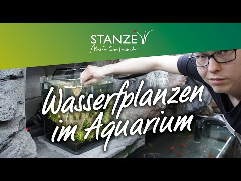 Video: Wie Man Pflanzen In Einem Aquarium Pflanzt
