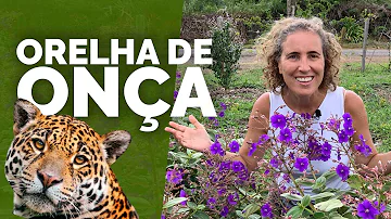 Para que serve a orelha de onça?
