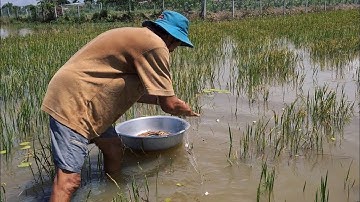 NƯỚC LŨ TRÀN ĐỒNG 2 Cha Con Đi Giăng Lưới Kiếm Cá Cho Bữa Cơm Chiều • Toàn Miền Tây 623