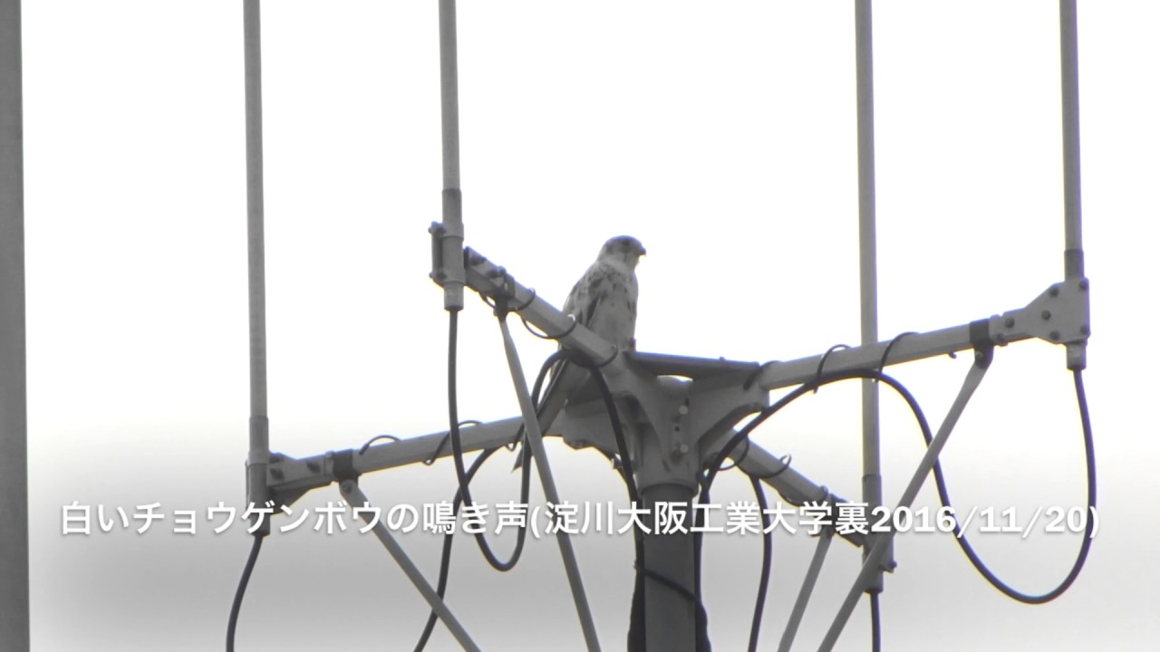 白いチョウゲンボウの鳴き声 淀川野鳥探鳥16 11 Youtube