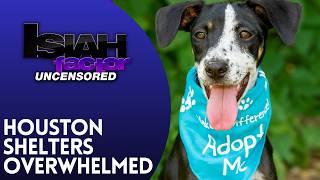 Houston's Animal Shelter Crisis: Why So Many Pets Need Homes