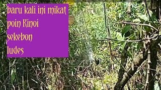 Poin Kinoi bertubi tubi~edi pikat