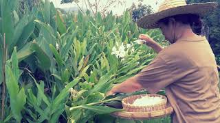 《野薑花宴》 Ginger Lily Gathering 