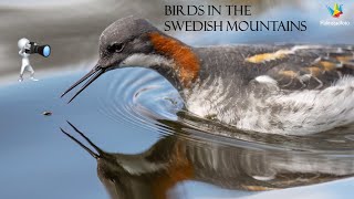 WILDLIFE PHOTOGRAPHY Bird photography in the Swedish mountains. Photograph Ruff and great snipe