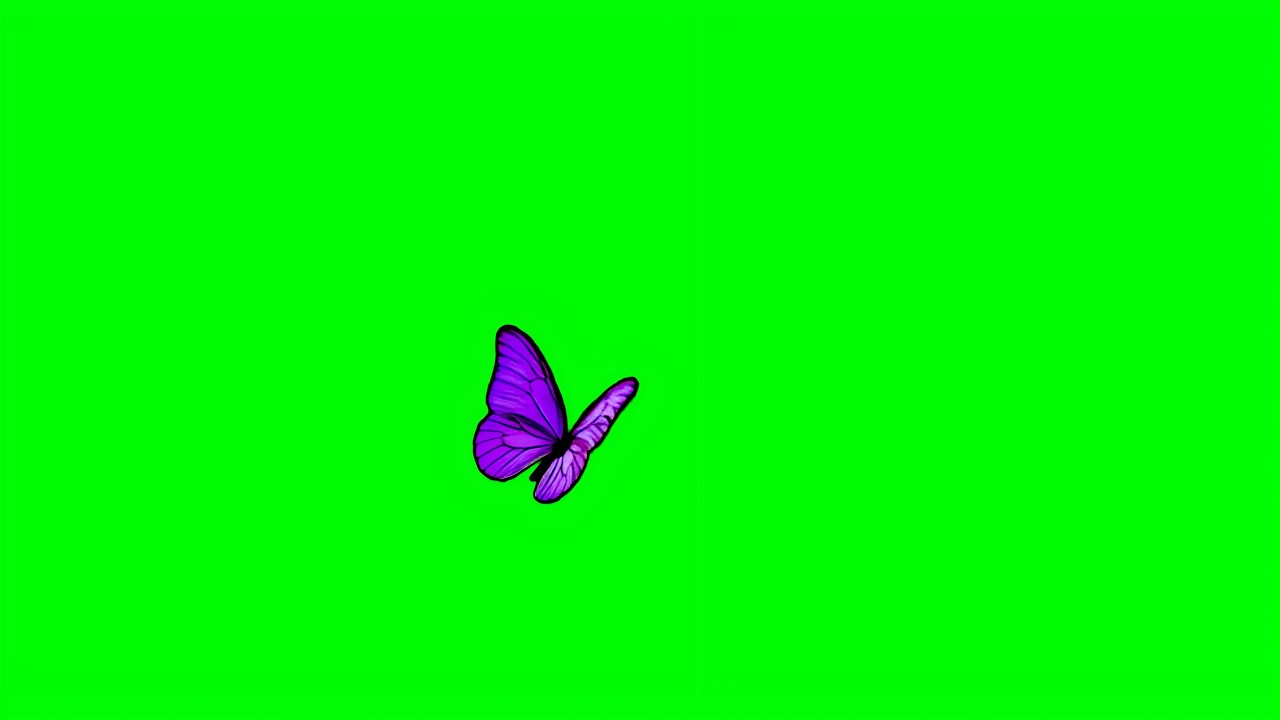 Purple butterfly animation green screen | Butterfly flying green screen video