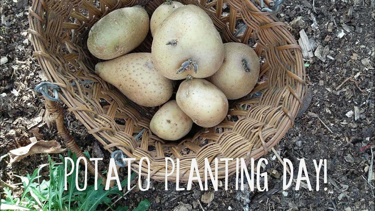 The easiest way to plant potatoes ever! - YouTube