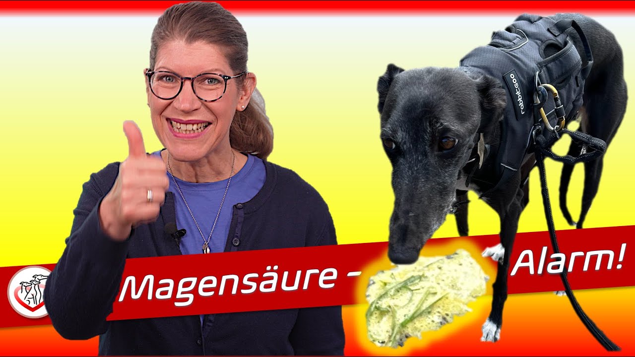 Magensäure-Alarm bei Deinem Hund: Das sind meine Tipps!