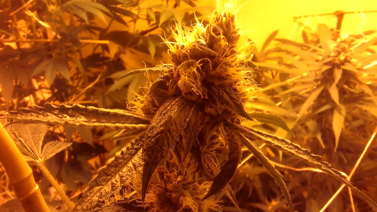 Grow Diaries: Return of the skyscraper Sour D!