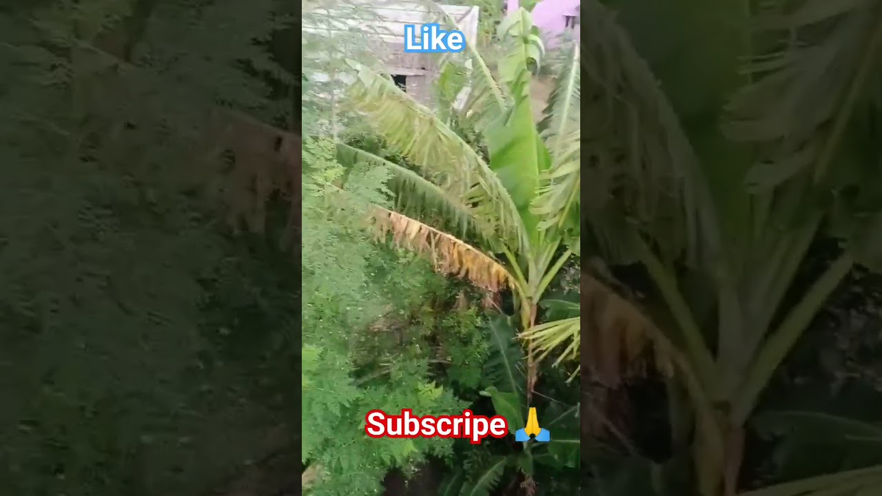 மேகம் கதருக்குது மழை வர பாக்குது 