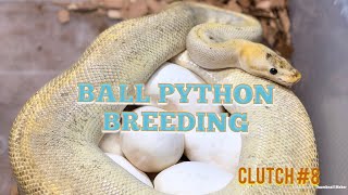 2019 Ball Python Breeding:  CLUTCH #8 IN THE INCUBATOR Wealth