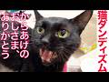 からあげ猫、メス猫に猫ダンディズムを見せる Cat Dandyism