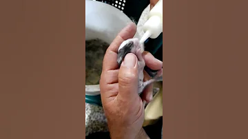 طريقه ارضاع صغار الارناب حديثي الولاده 