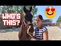 New! The most exciting this year! Who is this!? Amazing! | Friesian Horses