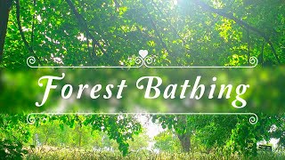 Forest Bathing🌳Fresh Morning Ambience🌳Positive Energy Of Healing Spring Sounds & Birds Singing#1