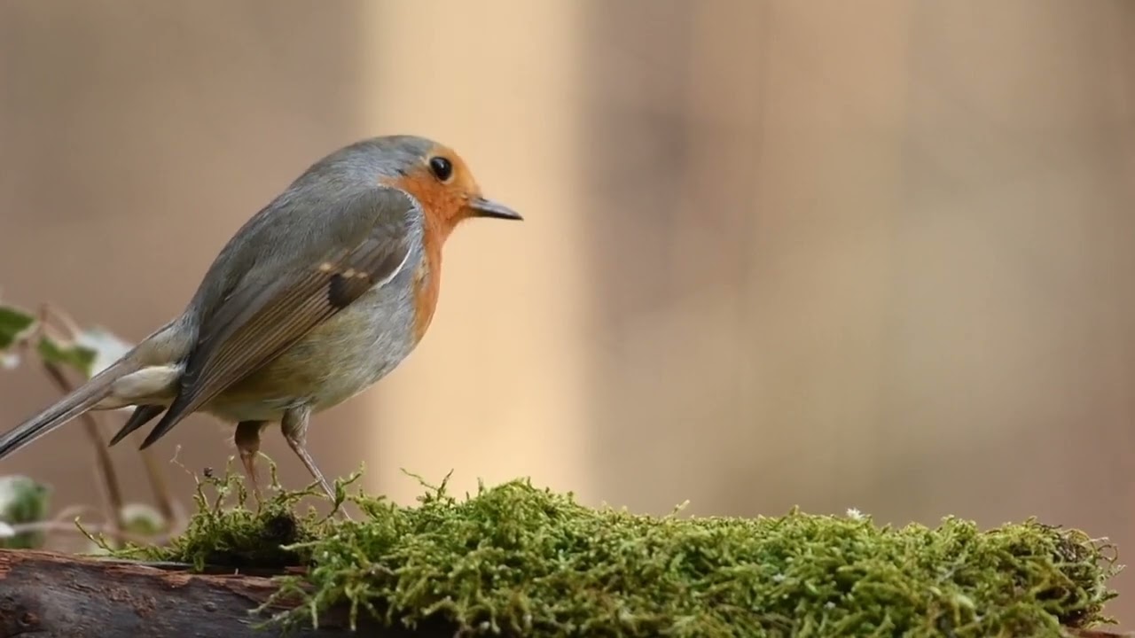 Hutan Alam Nafasku Lyrics - RusdiTheExplorer