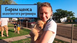 Влог из США / Берем щенка золотистого (голден) ретривера (Русские субтитры)