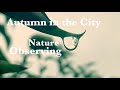 Autumn in the City- Nature Observing *[Music Video]*