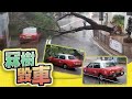 【on.cc東網】黃雨下香港仔13米高大樹塌下　壓毀兩途經的士