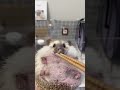 Funny Hedgehog 🦔 #hedgehog #hedgehogsoftiktok #funnyanimals #funnyvid...
