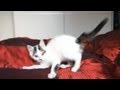 Funny Kitten Yorgi is playing