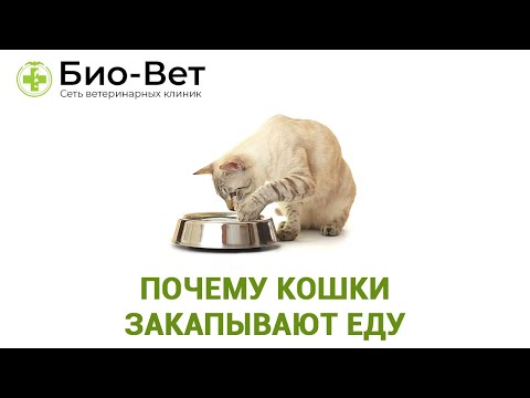 Почему кошки закапывают еду, что это значит ?