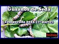 Gusanos de Seda, temporada 2023 (7ª parte)