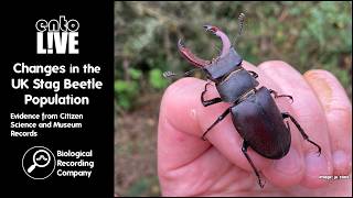 Changes in the UK Stag Beetle Population:  Evidence from Citizen Science and Museum Records Net Worth