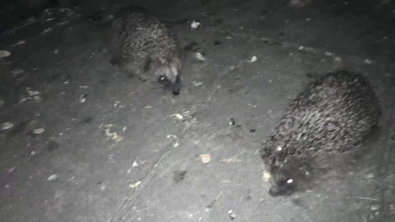 Hedgehog Sounds Familiar YouTube