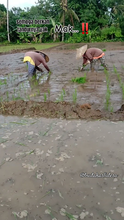 emak-emak semangat nandurnya. . .⁉️#petani #kerja #tandur #disawah #reels #shorts @budakaslidesa