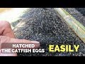 How to Hatch Catfish Eggs Easily