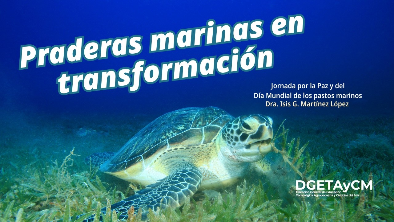 Praderas marinas en transformación