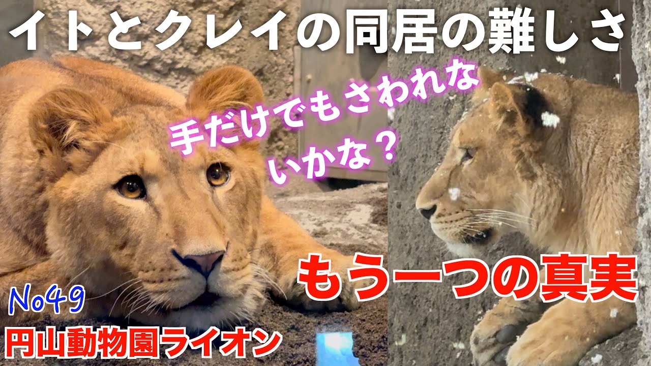 らいおんくん」ふたたび|動物トピックス｜ブログ|野毛山動物園
