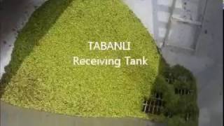 TABANLI Pea Processing Line.wmv