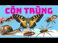 Cc loi cn trng  insects  t vng ting anh